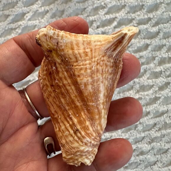 Sea Shells From Bahamas Small Unharvested Conch - Picture 9 of 12